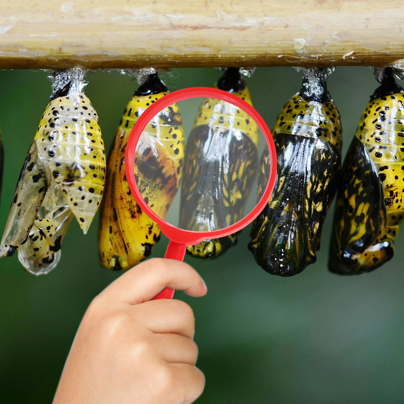 1Set Insect Observation Box Sc - Science Kit บทวิจารณ์และราคา
